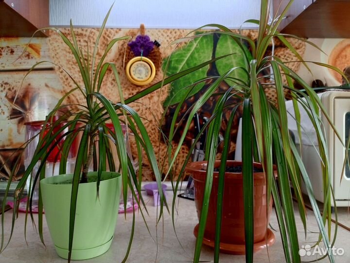 Пальма драцена