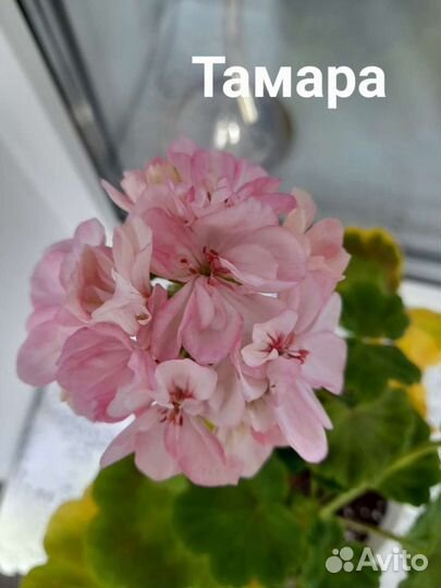 Пеларгония Тамара