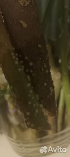 Черенки бругмансии