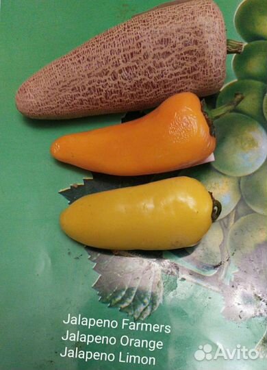 Рассада острого перца