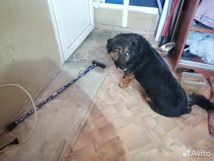 Собака в добрые руки