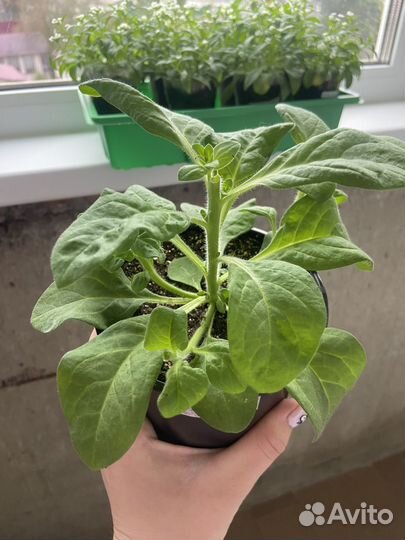 Рассада петунии махровой