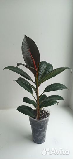 Фикус Мелани