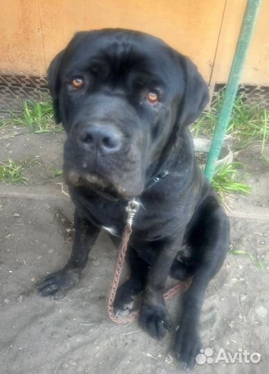 Собаки щенки кане Корсо