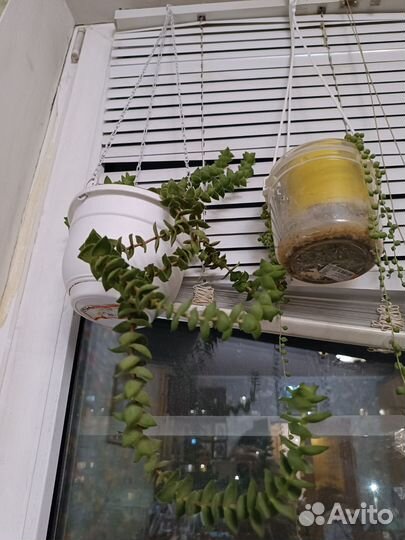 Комнатные растения