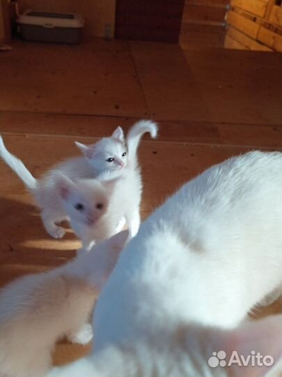 Котята турецкой ангоры