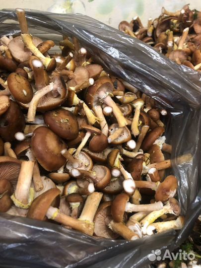 Опята зимние