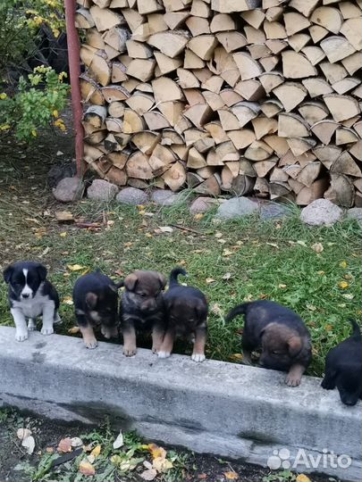 Щенки бесплатно