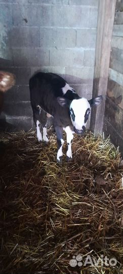 Бычок и тёлочка