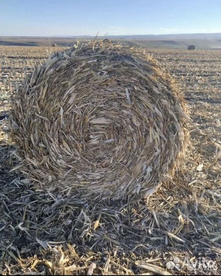 Кукурузное сено