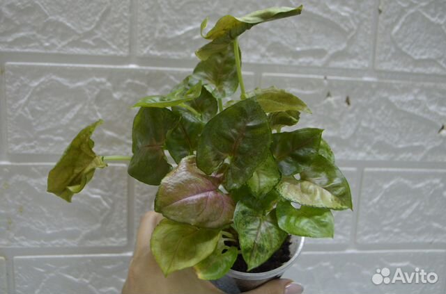 Сингониум арон браун