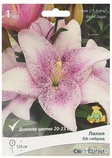 Луковицы цветов для дачи и дома