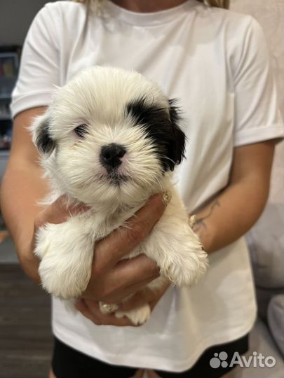 Щенки ши-тцу