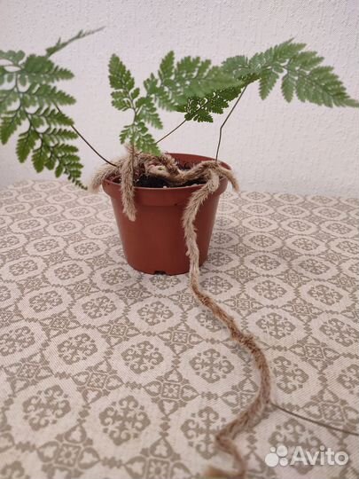 Папоротник Даваллия