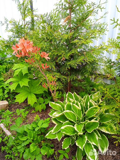 Многолетники для сада