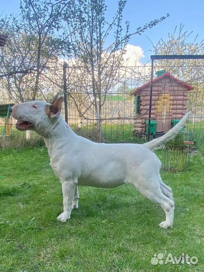 Бультерьер