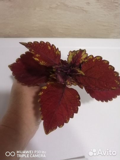 Колеусы вегетативные черенки, срезы, укорененный