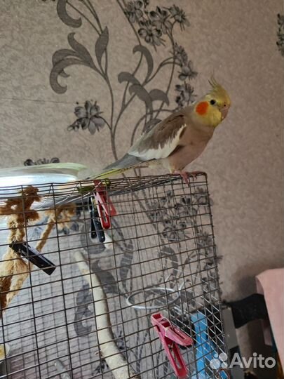 Попугай корелла с клеткой