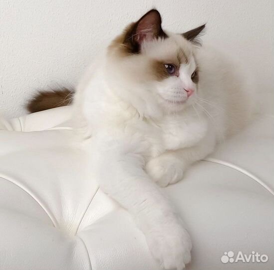 Мальчик ragdoll -вязка