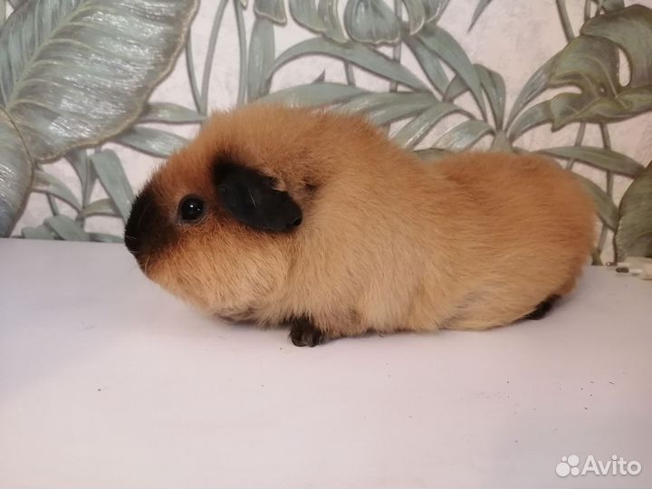 Продам морскую свинку самец