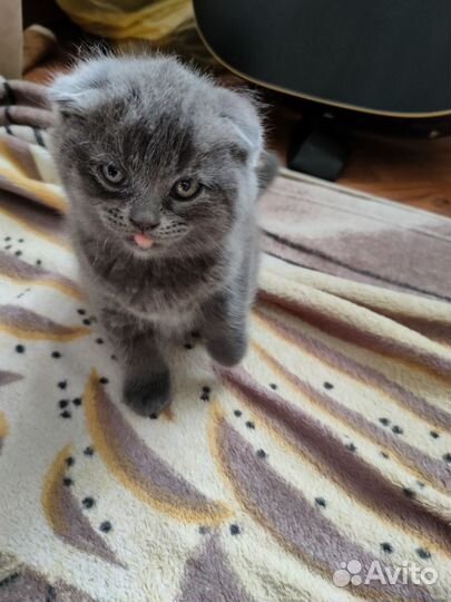 Британский котенок