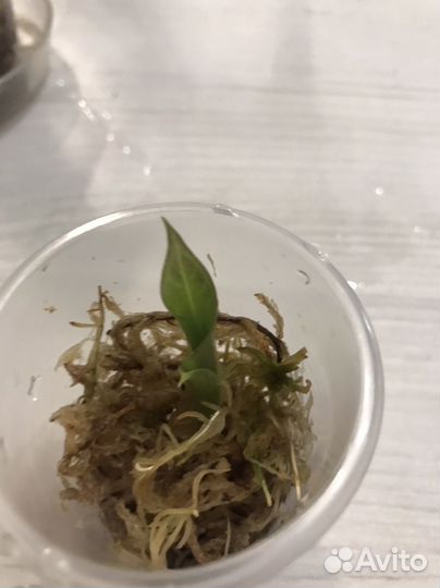 Алоказия Регал Шилдс