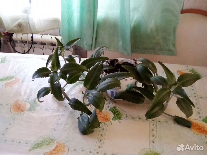 Каланхоэ лечебное