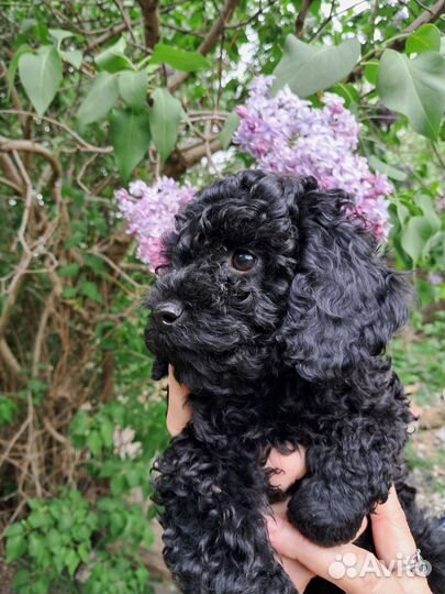 Щенки пуделя