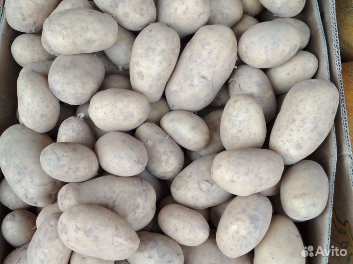 Свежие овощи и фрукты