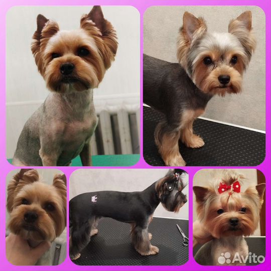 Тримминг. Груминг собак. Стрижки пуделей. Грумер