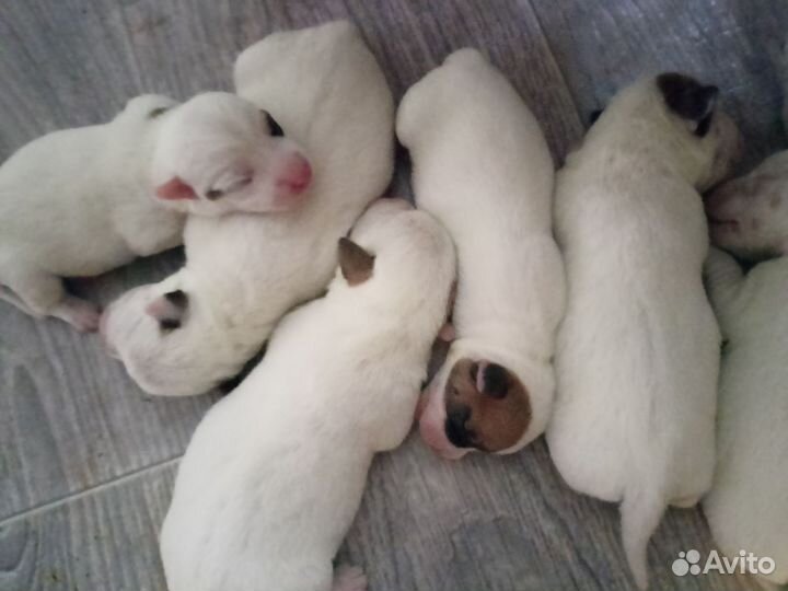 Пред запись