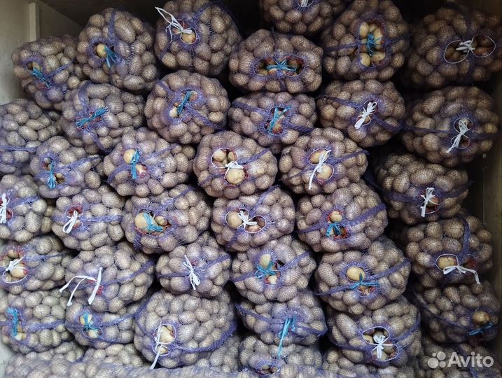 Картофель Гала оптом