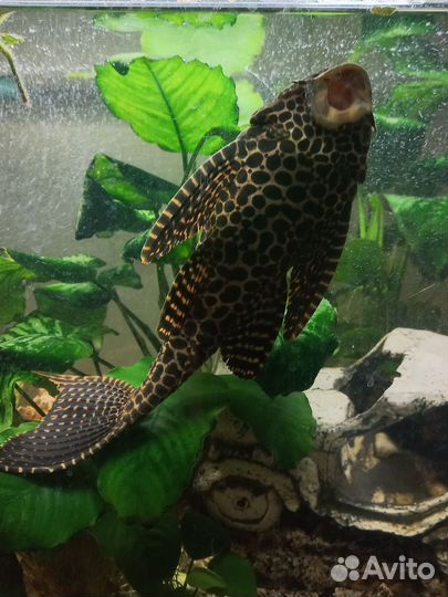 Парчовый сом Птеригоплихт