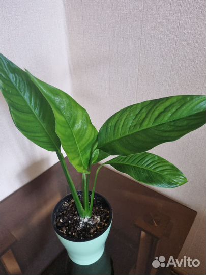 Спатифиллум свит лауретта, бинго купидо