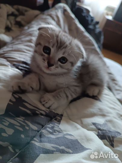 Шотландский котенок