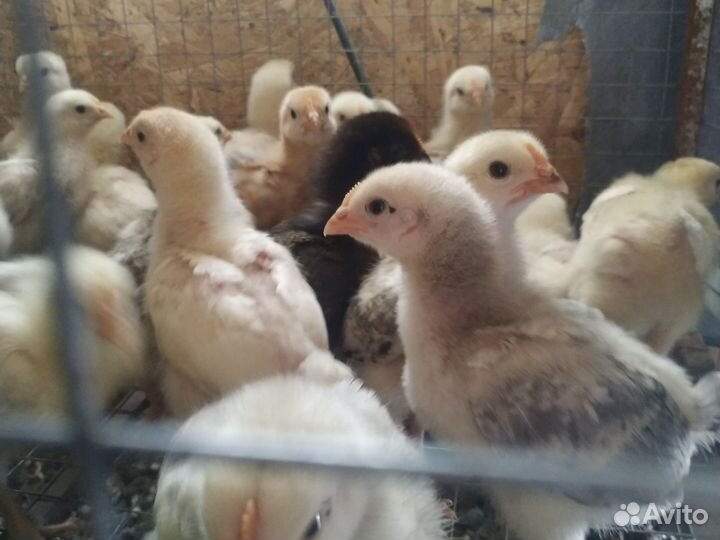Цыплята цветной бройлер (несушки)