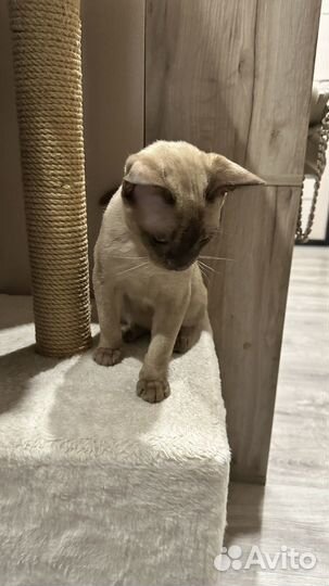 Бурманский котенок