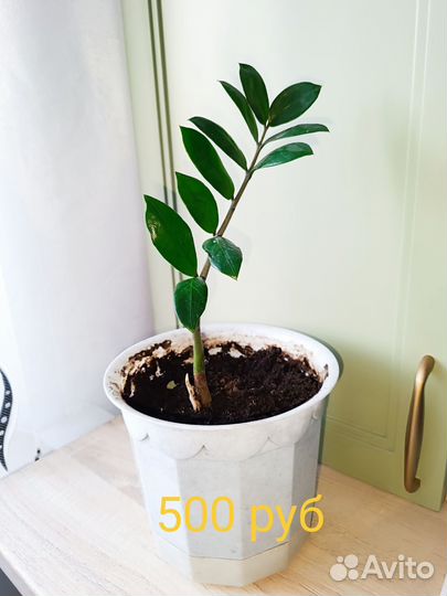 Продам комнатные растения Замиокулькас