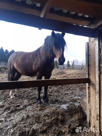 Продам жеребца