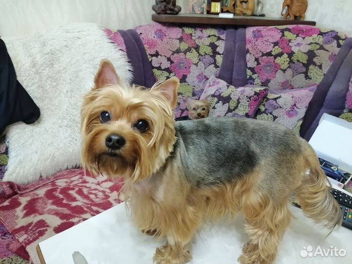 Йоркширский терьер мини щенки