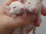 Крысята сиамы с клеткой
