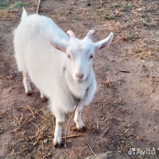 Козел и коза