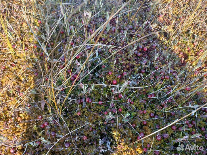 Клюква свежая (предзаказ)