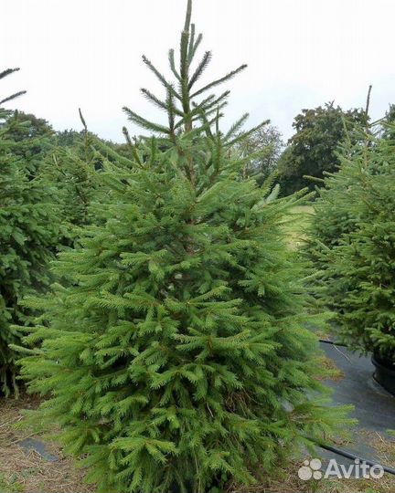 Ель Европейская от 1м до 2,5 м в горшке зкс