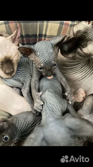 Канадский сфинкс