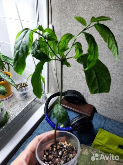 Фикус, эпипремнум, гибискус,сингониум