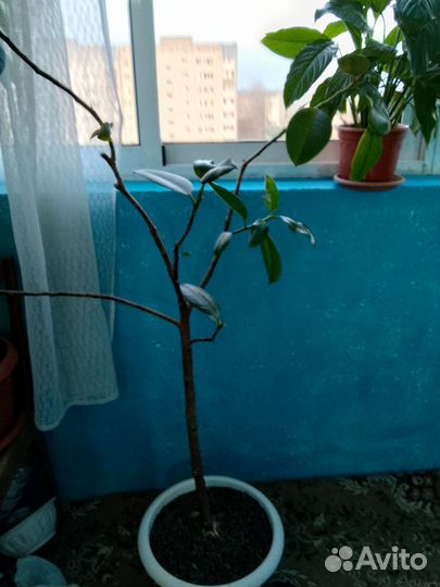 Комнатные цветы