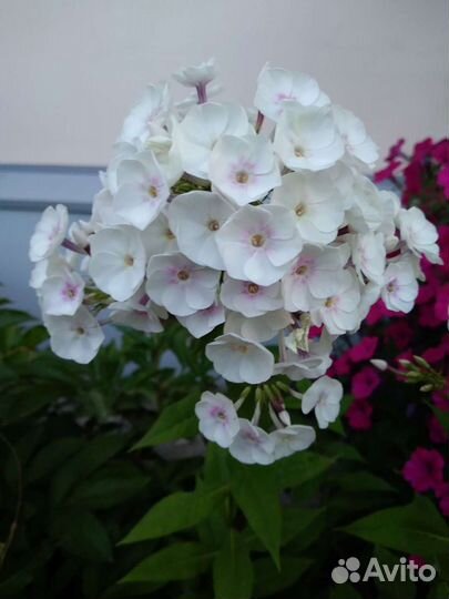 Сортовые флоксы