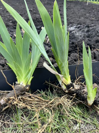 Ирис желтый