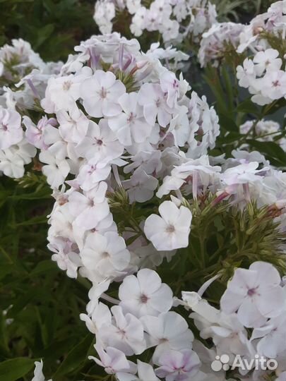 Многолетние флоксы метельчатые